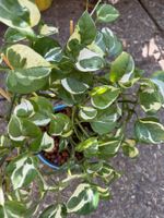 grosse Epipremnum N`Joy, Hydrokultur